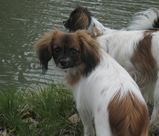 Babou du Domaine des Seigneurs de la Vallée