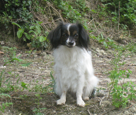 Alizee du Domaine des Seigneurs de la Vallée